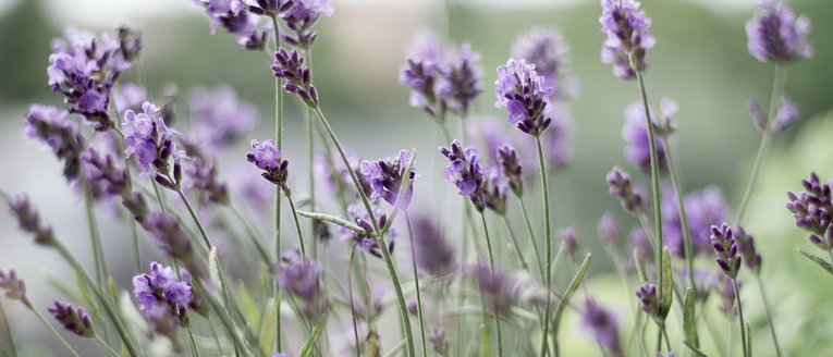 Foto pixabay lavanda lavender